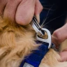Ruffwear® Quick Draw™ скрытый короткий поводок для собак 