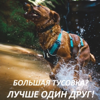 Ruffwear® - лучший попутчик и друг!