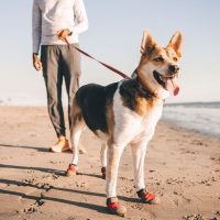 Ruffwear® - больше чем поводок!