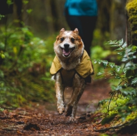 Ruffwear® - ноябрь 2024, новое поступление амуниции!
