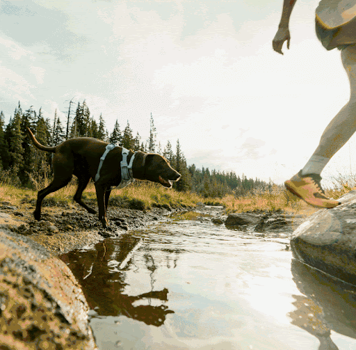 A dog jumps across a creek with the Front Range Flex Harness and Collar on.