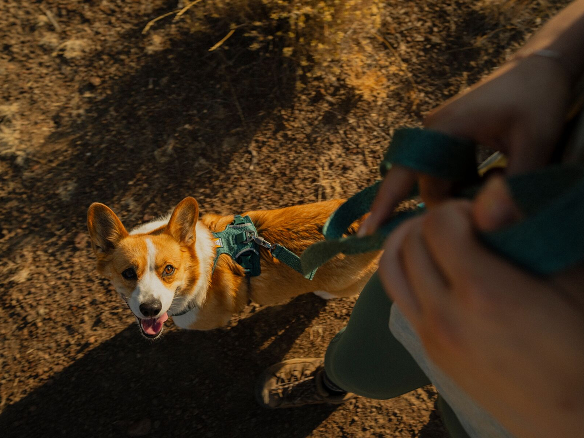A corgi wearing Front Range Flex gear smiles up at the camera