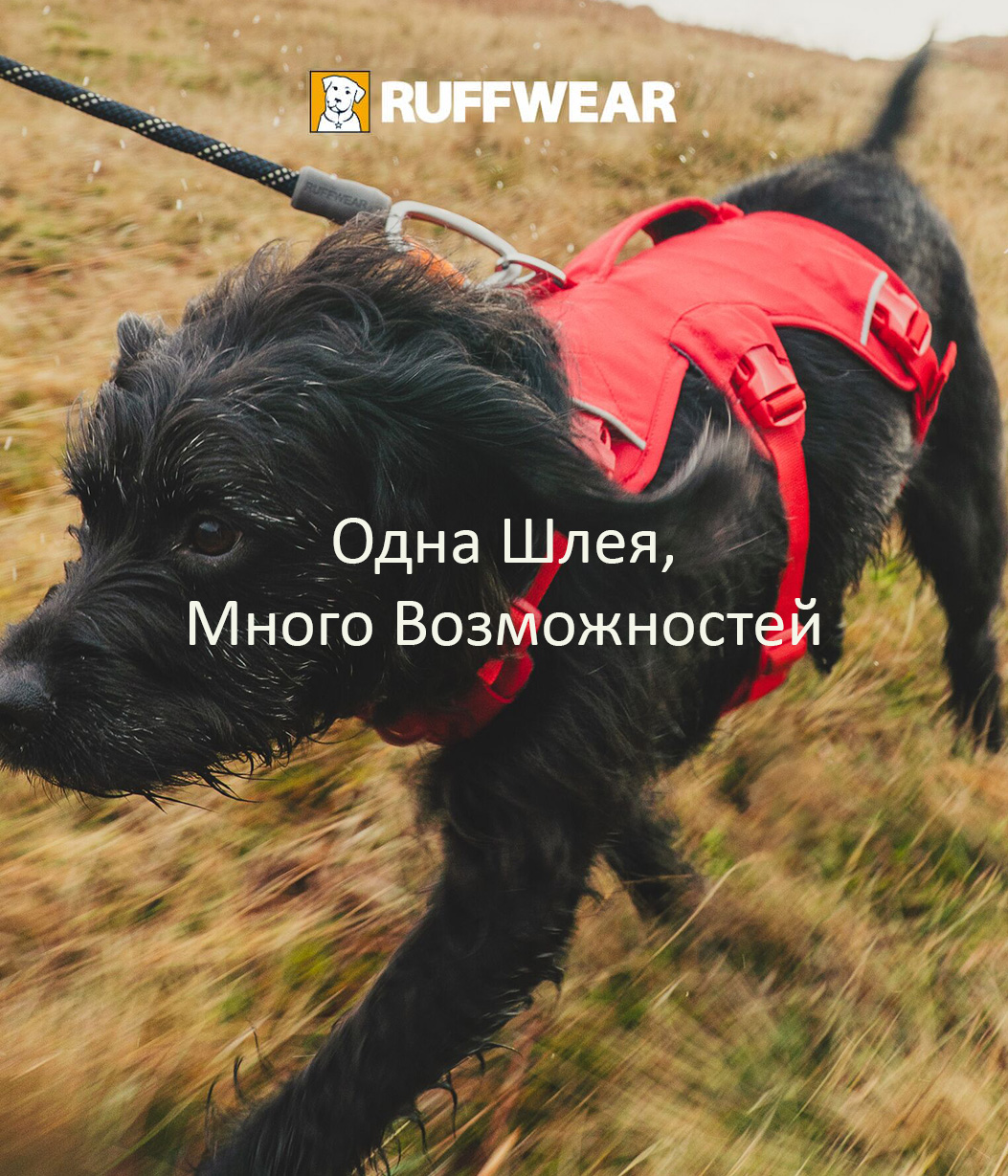 A curious black dog wears a red Web Master™. Words read: One Harness, Endless Possibilities