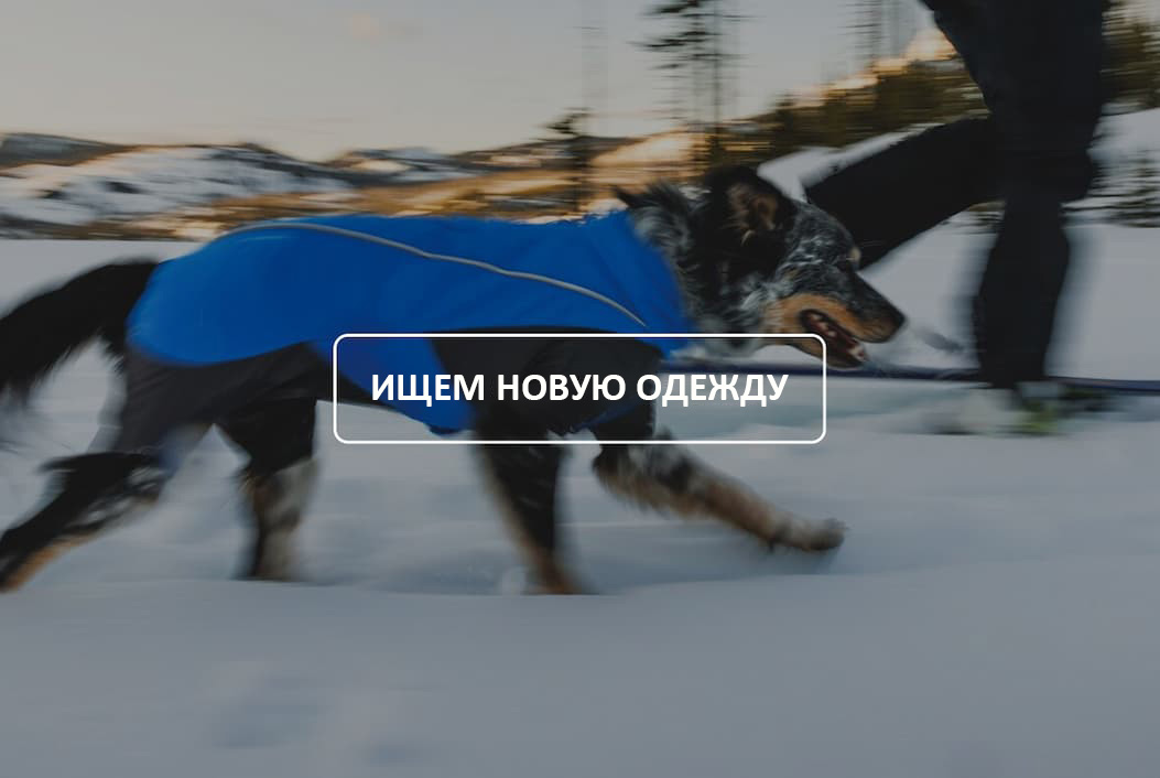 A dog walks in the snow with their human. Words read SHOP NEW FALL GEAR