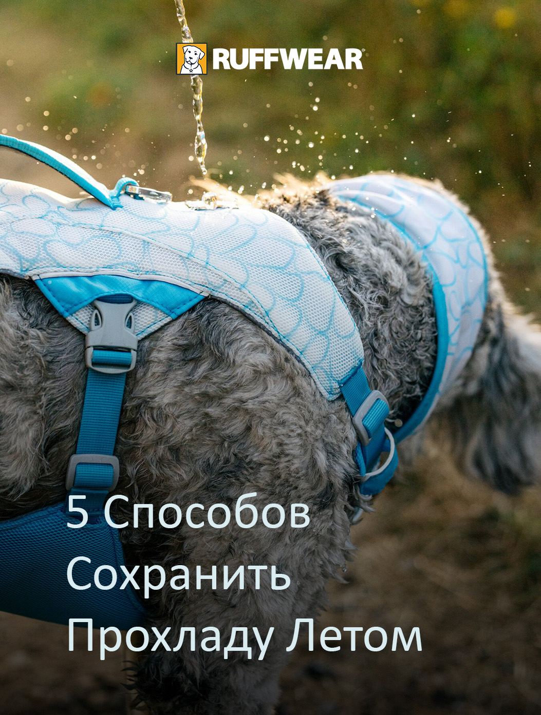 A dog cools down with some water on their harness. Words read 5 Ways to Keep Your Dog Cool This Summer