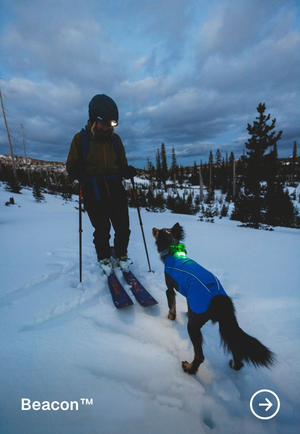 The Beacon™ Dog Safety Light