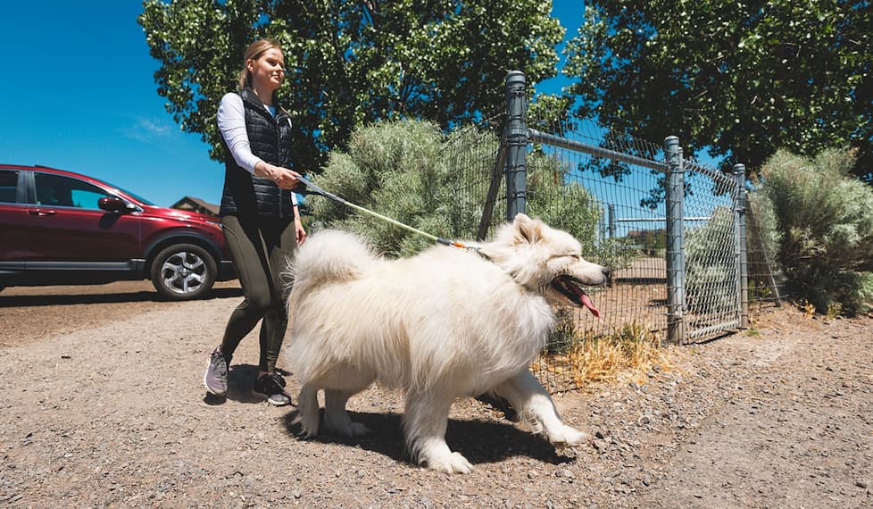 Two humans walk with their dogs, one on a short leash and one with a long leash.