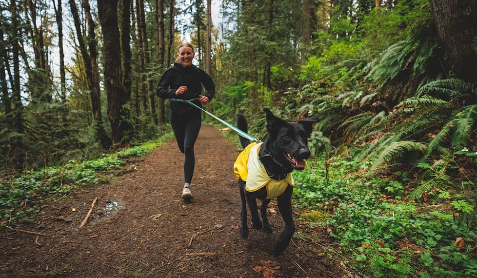 Humans and dogs walk together. One using a non-stretch leash, the other a Bungee.