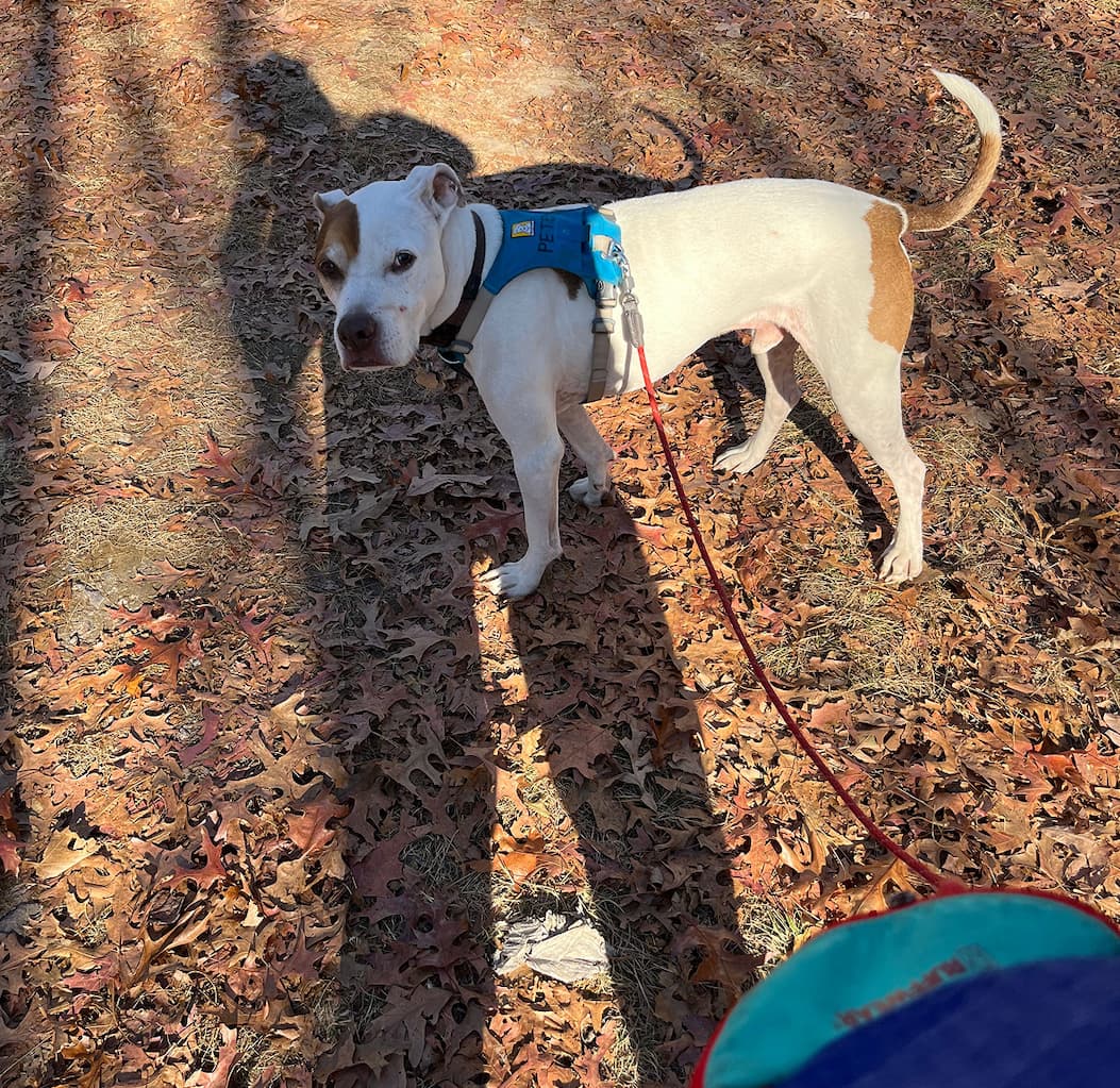 A boxer mix wears a Hitch Hiker Leash out on the trail.