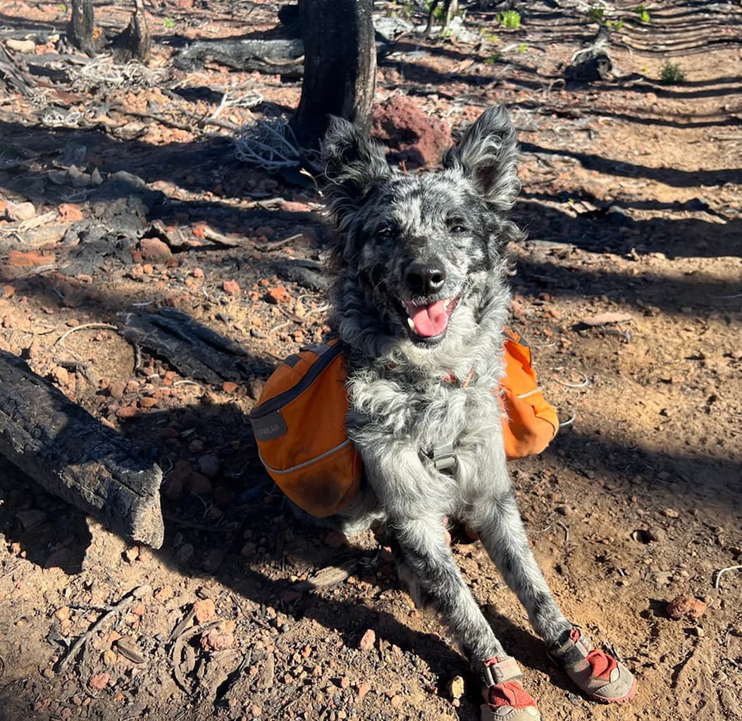 A fluffy shepherd mix wears the Grip Trex Boots on the trail.