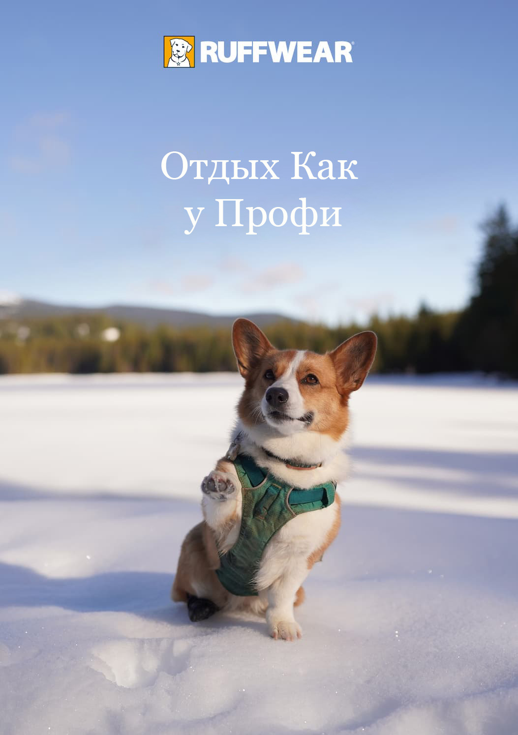 A little corgi on a snow adventure raises their paw. Words read Holiday Like The Pros