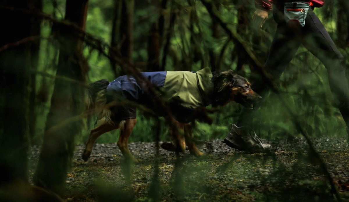 Dog in Sunshower on wet forested trail