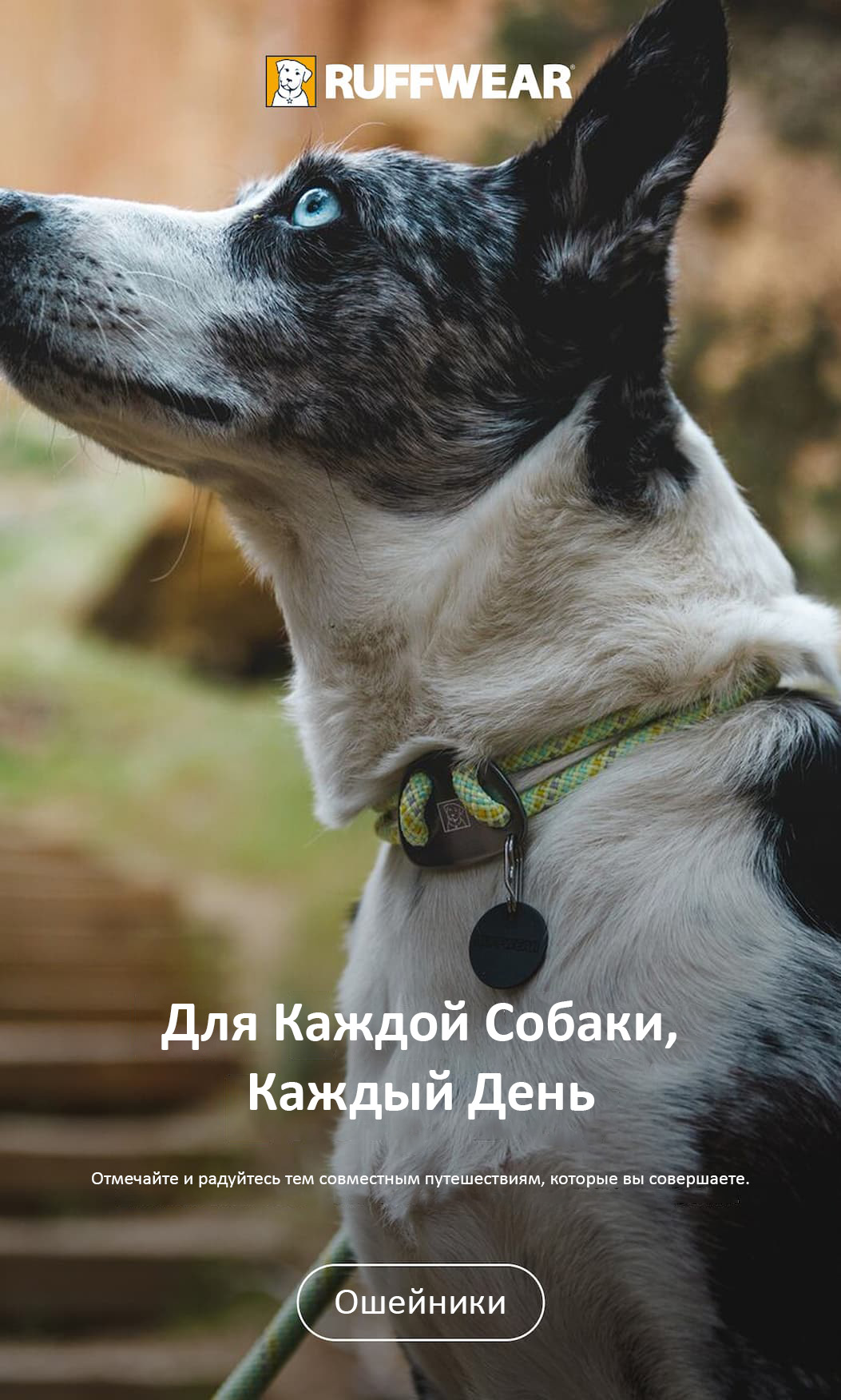 A dog wears a Knot-A-Collar. Words read For Every Dog, Every Day.