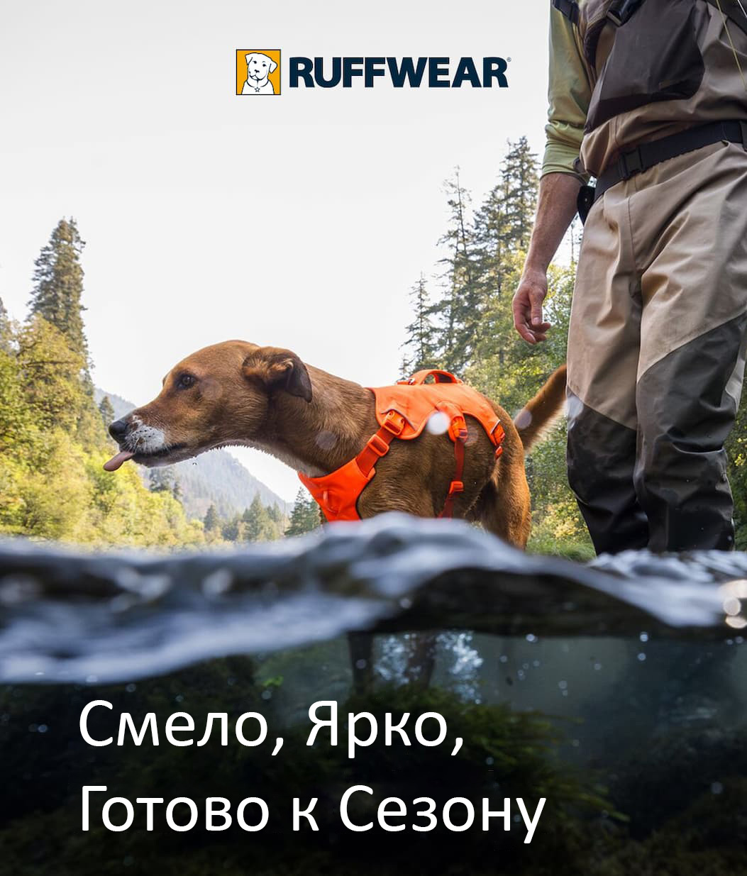 A dog sticks their tongue out wearing an Orange Web Master Harness.