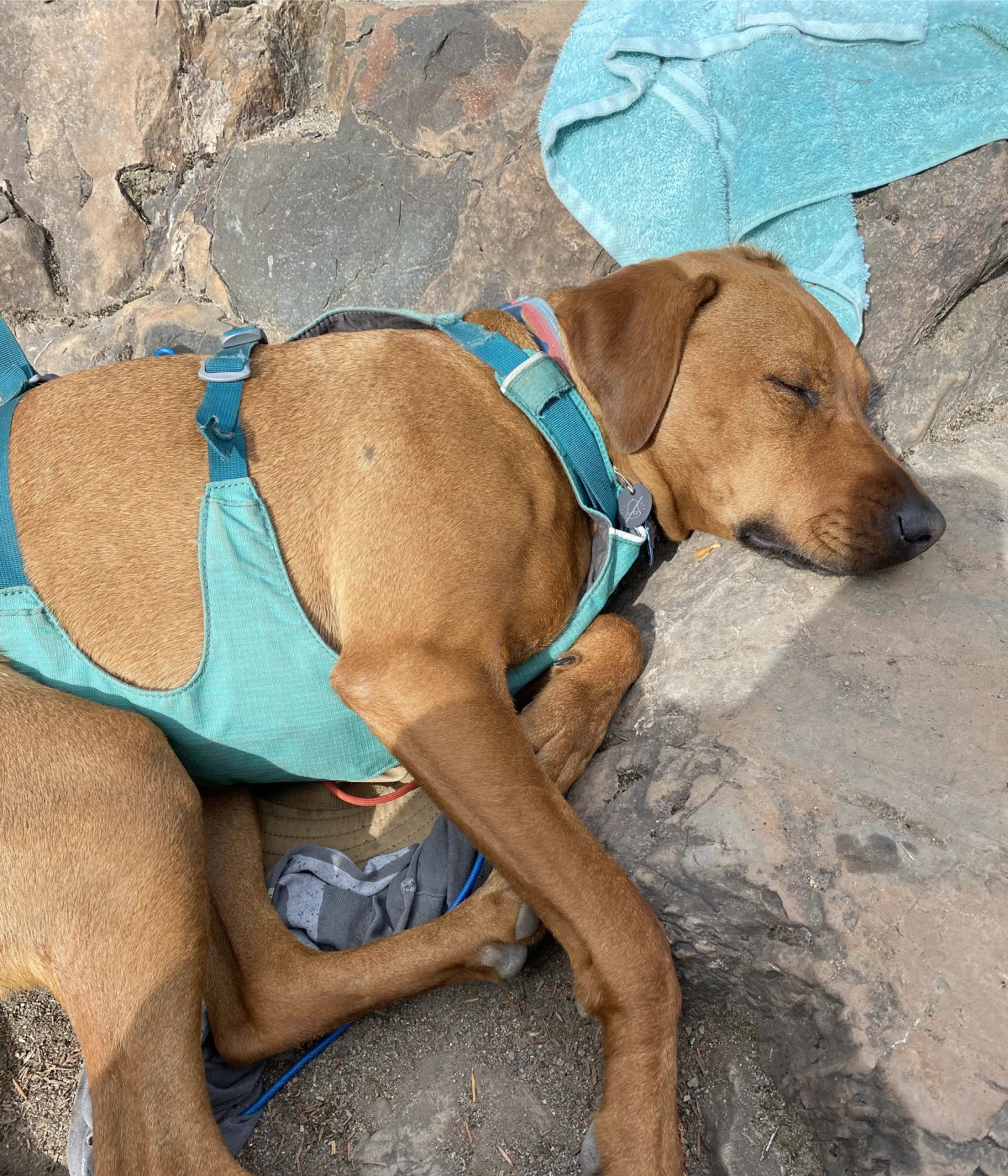 Well worn Flagline Body Harness on sleeping dog