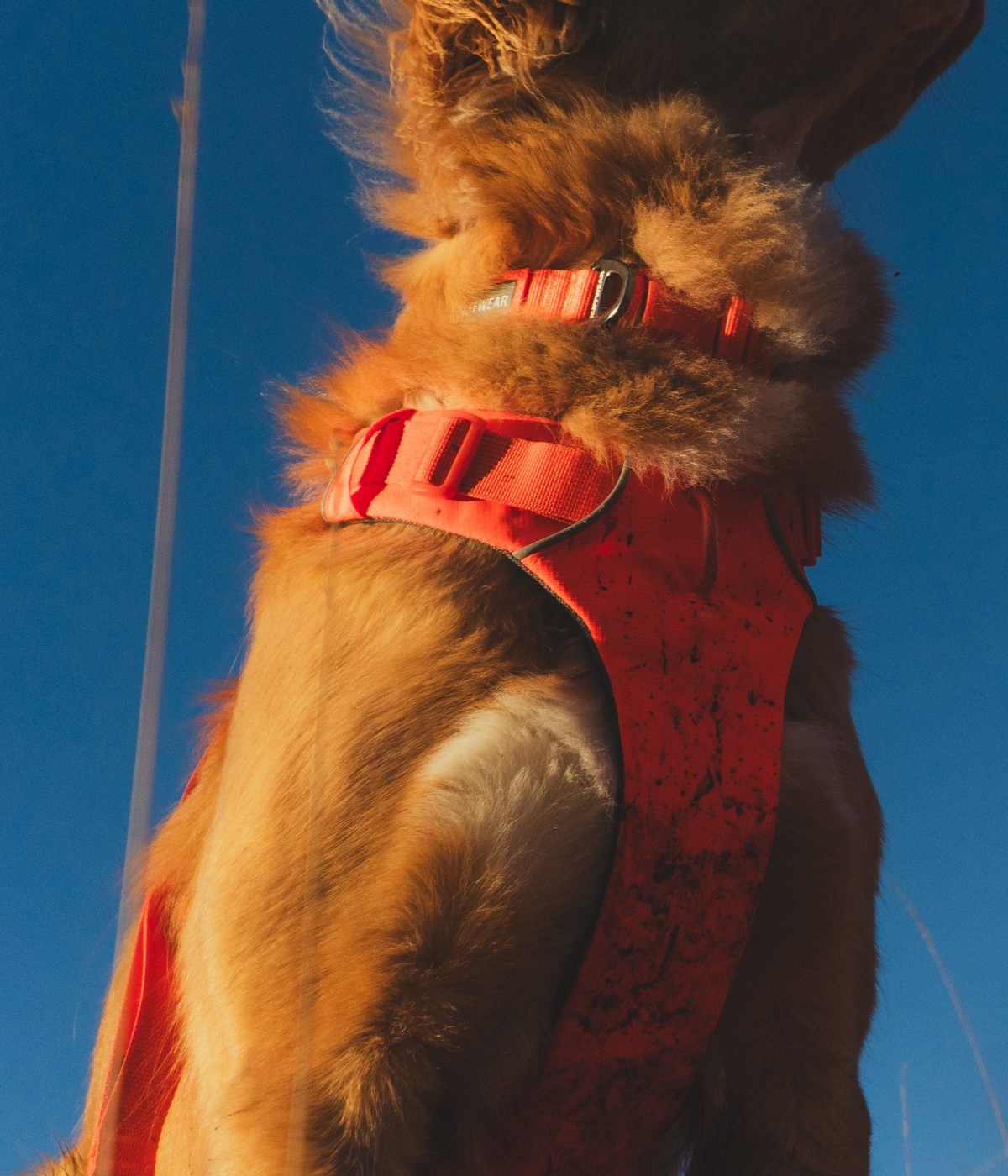 Dirty Front Range Harness and Collar