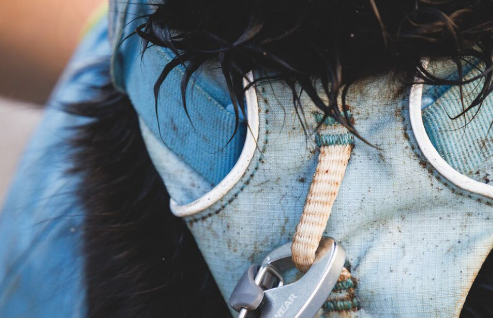 Close up of a dirty harness on on a dirty dog