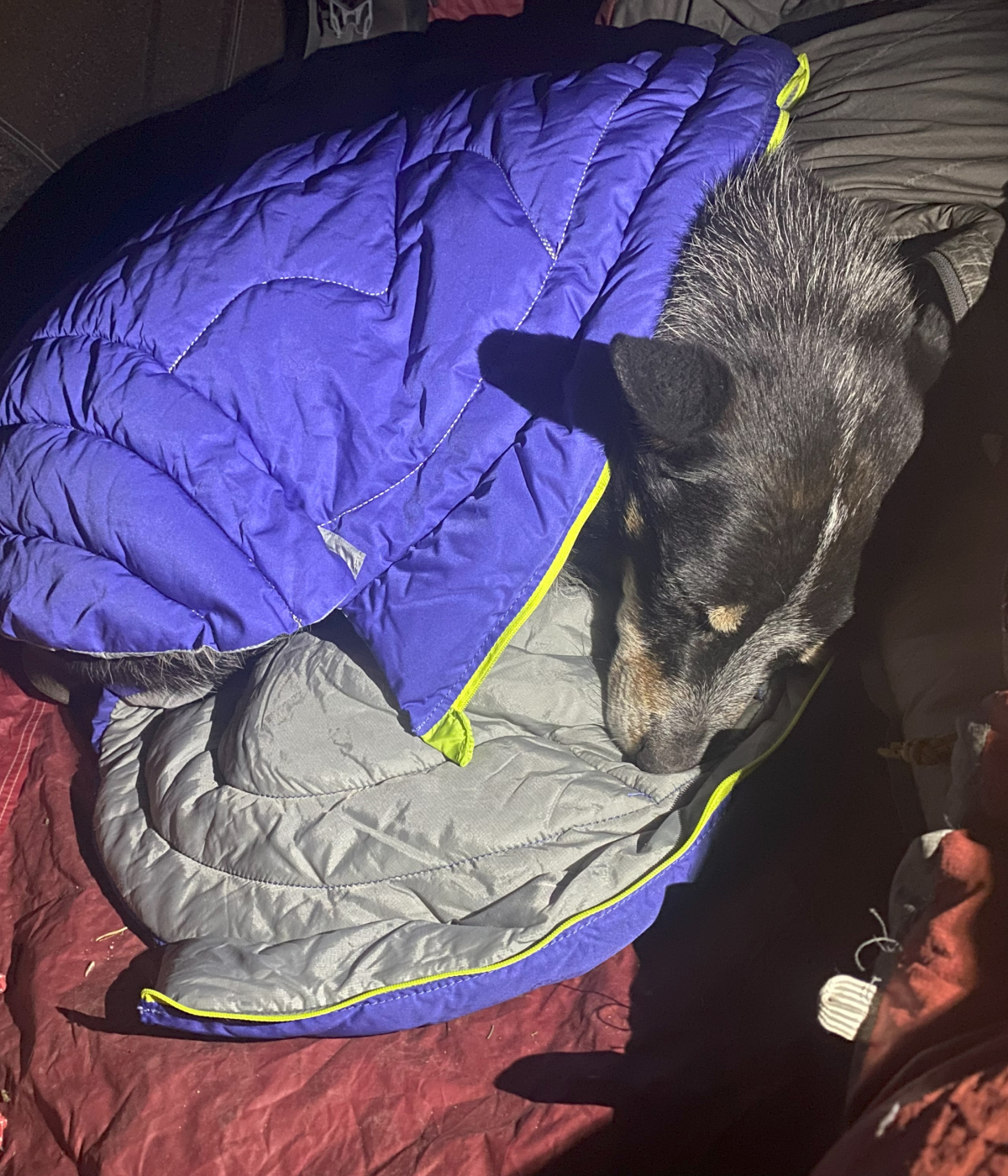 Dog curled up in a warm Highlands sleeping bag