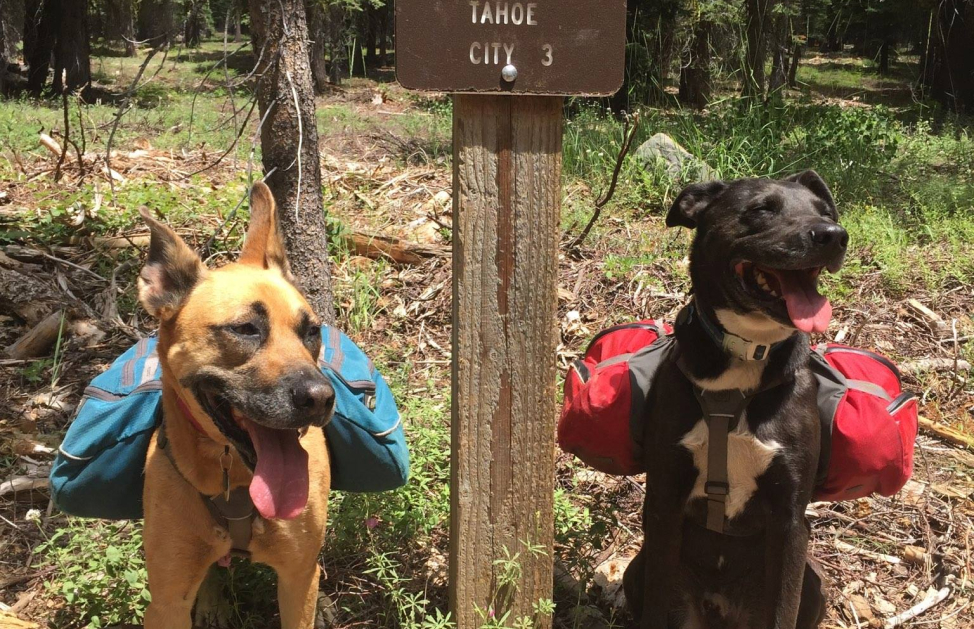 Two dogs in hand-me-down backpacking packs on trail