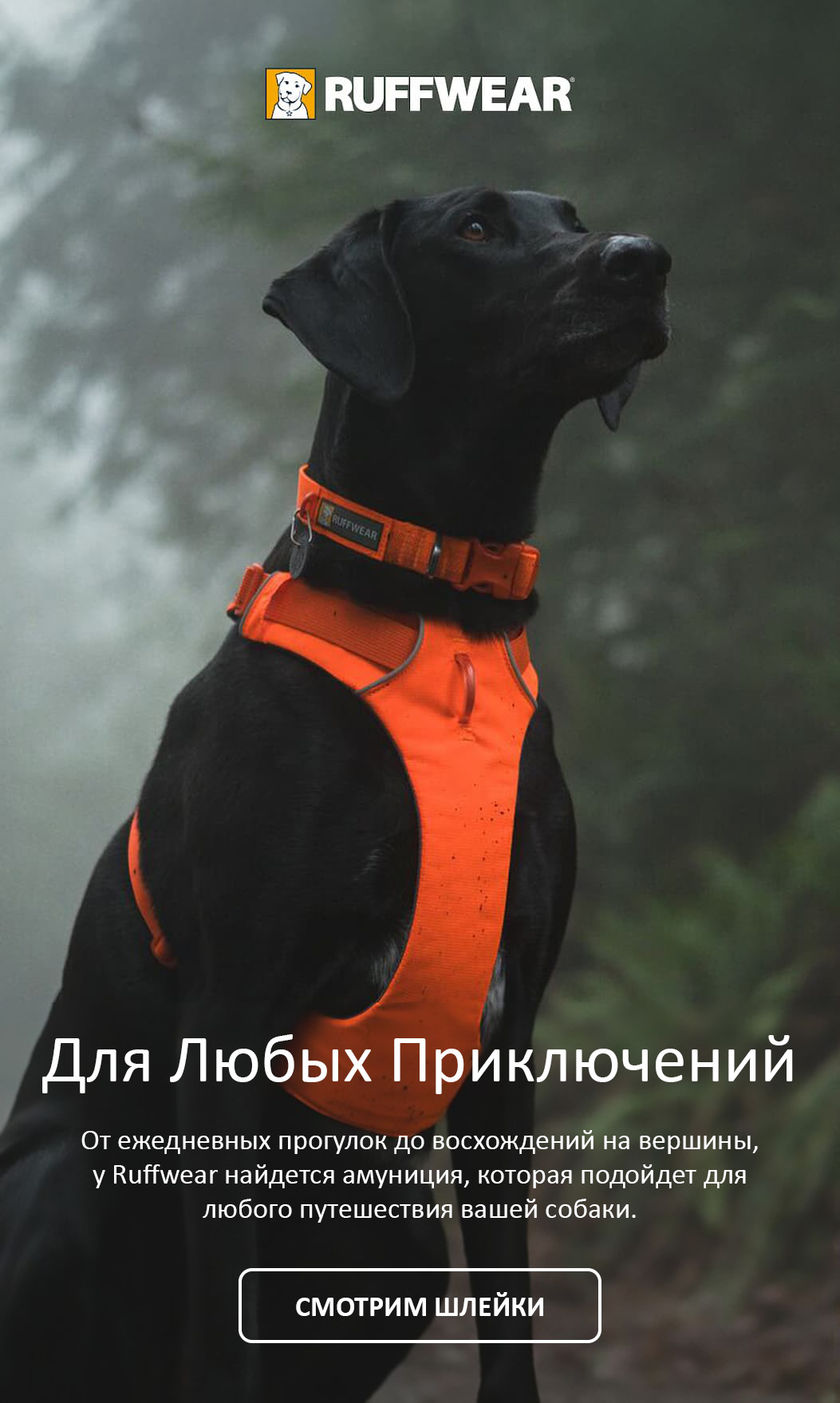 A dog wears a Blaze Orange Front Range harness. Words read: Harness Every Adventure