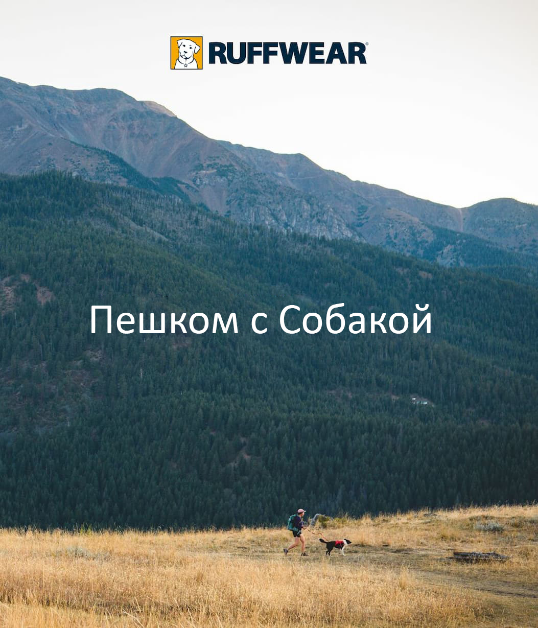 A human and dog hike in the mountains. Words read: Hiking with Dogs