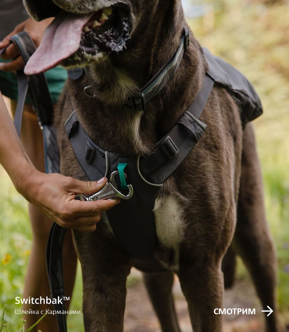 A human clips a leash onto a Switchbak™&nbsp;Harness. Words read: Switchbak™ Harness, Harness with pockets. SHOP