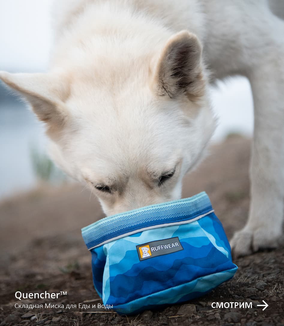 A dog drinks from a Quencher Bowl. Words read Quencher™ Bowl, Packable food and water bowl. SHOP