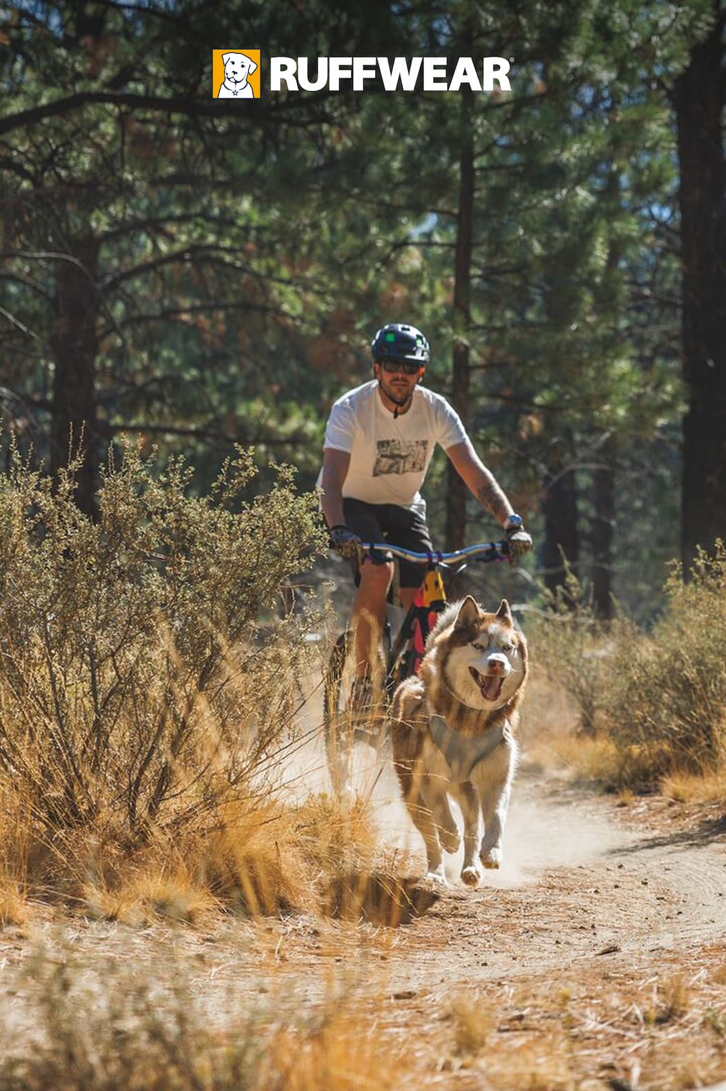 A dog and human mountain bike together on summery, dusty trails.