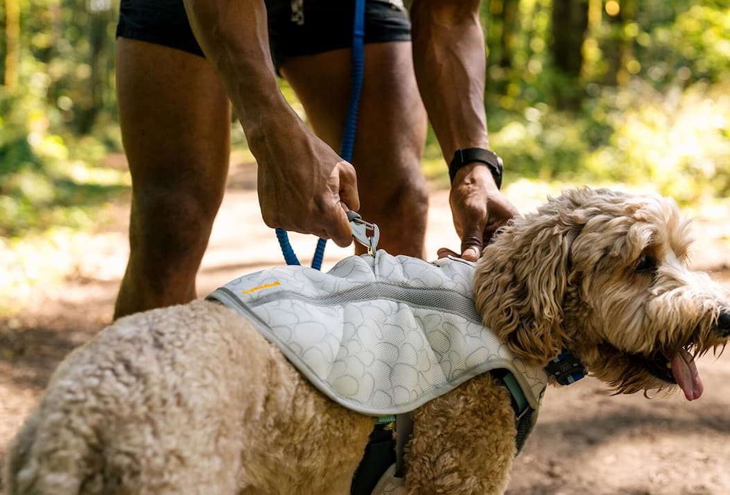 A human clips a leash onto a dog's Swamp Cooler™ Vest