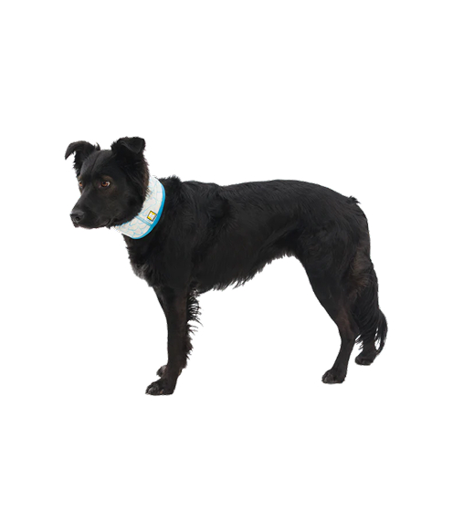 Swamp Cooler™ Cooling Neck Gaiter