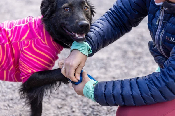Ботинки RUFFWEAR® Hi & Light™ (комплект 4 шт.)