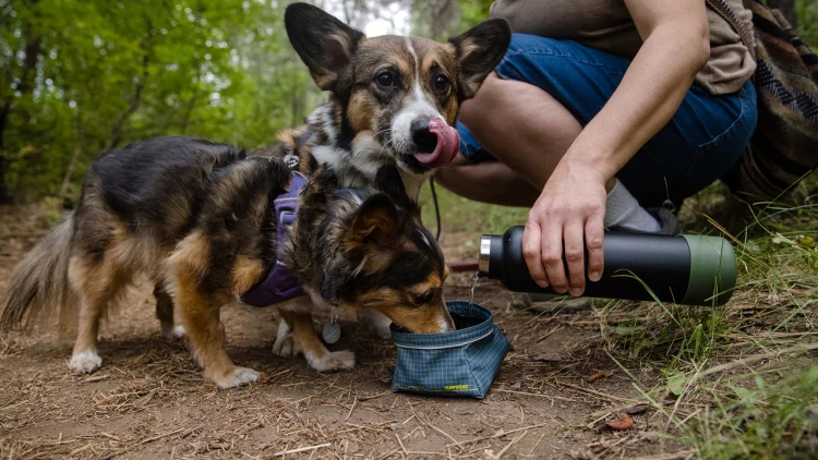 Походная, складывающаяся миска Ruffwear® Great Basin™ Dog Bowl