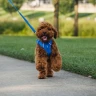 Шлея Ruffwear® Front Range®