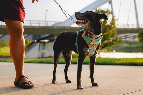Шлея Ruffwear® Front Range®