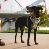 Шлея Ruffwear® Front Range®