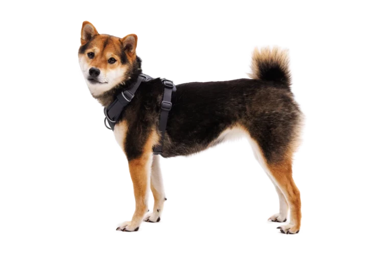 Шлея Ruffwear® Front Range®