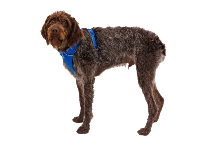 Шлея Ruffwear® Front Range®