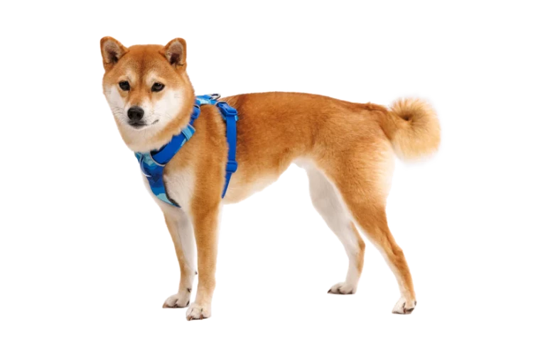 Шлея Ruffwear® Front Range®
