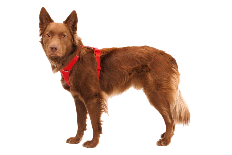 Шлея Ruffwear® Front Range®