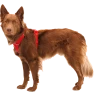 Шлея Ruffwear® Front Range®