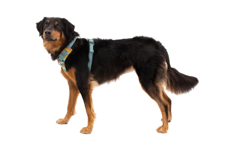 Шлея Ruffwear® Front Range®