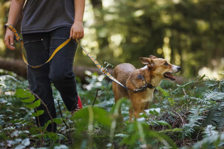 Ruffwear® Crag EX™ регулируемый поводок