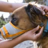Ruffwear® BackTrak Evac Kit™ — набор для экстренной эвакуации Ruffwear® BackTrak Evac Kit™ — набор для экстренной эвакуации
