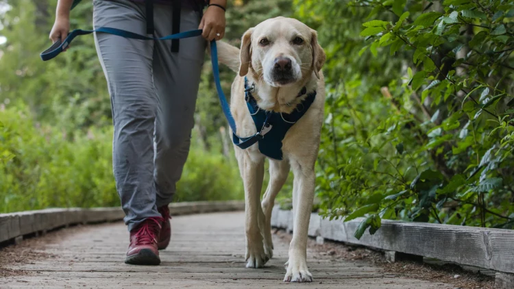 Ruffwear® Front Range™ поводок - пара 2024
