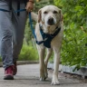 Ruffwear® Front Range™ поводок - пара 2024
