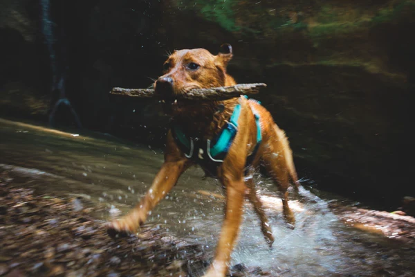 Ruffwear® Flagline комбинированная шлея 