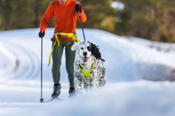 RUFFWEAR® Omnijore™ Joring System профессиональный комплект - система 
