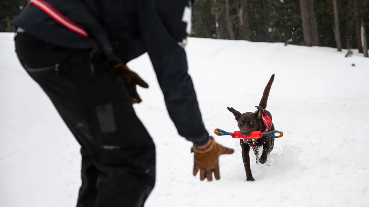 Ruffwear® Pacific Loop™ - интерактивная игрушка