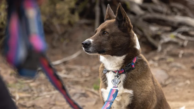 Ruffwear® Crag™ Reflective Old регулируемый поводок 