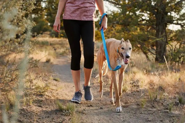 Ruffwear® Crag™ Reflective Old регулируемый поводок 